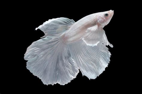 peixe branco